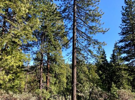 26584 Spring Rd, Pioneer, CA 95666 Photo