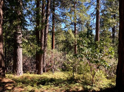 26584 Spring Rd, Pioneer, CA 95666 Photo