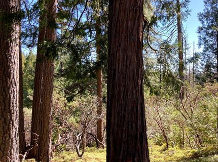 26584 Spring Rd, Pioneer, CA 95666 Photo