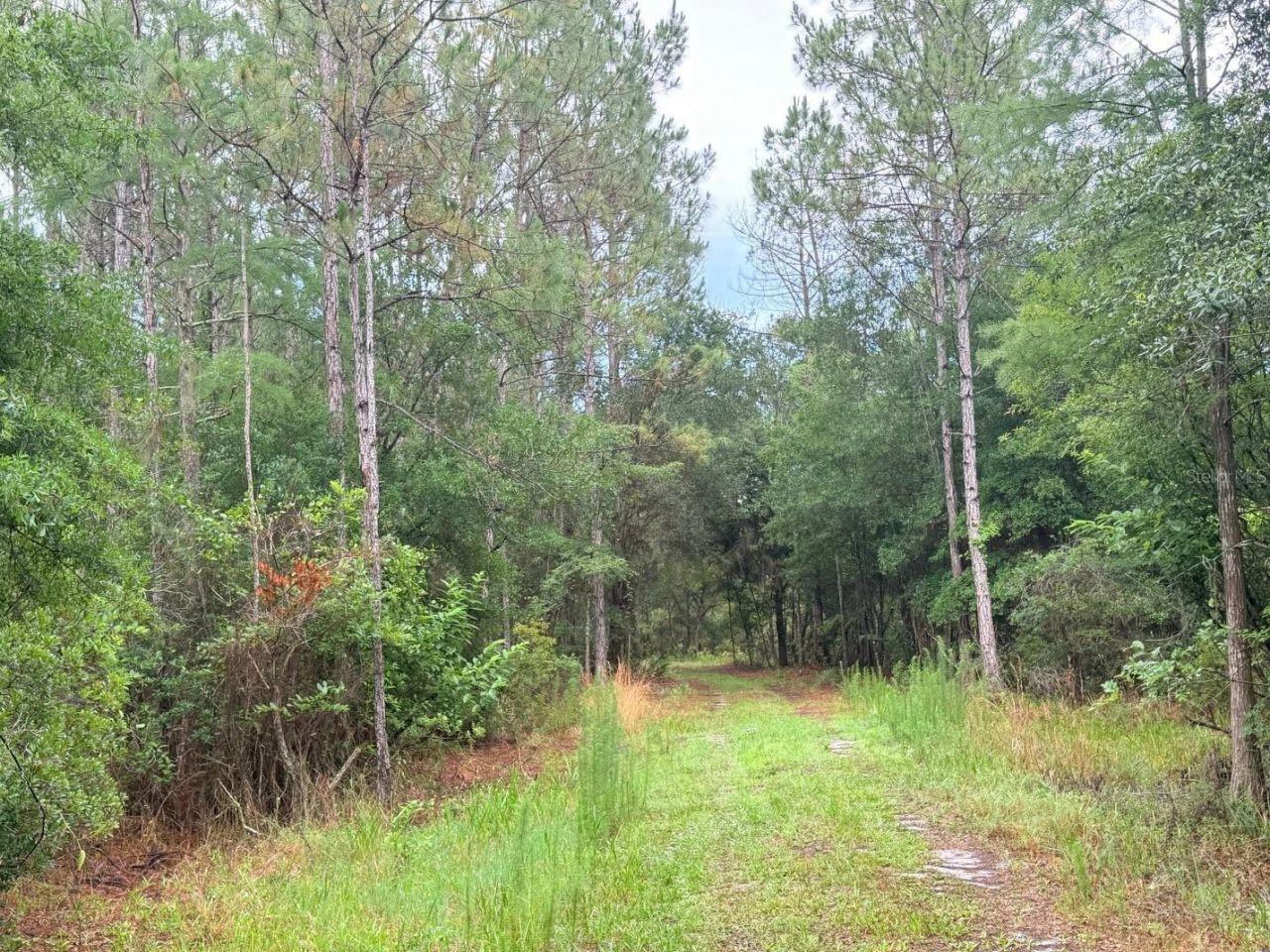 790 NW 42 Terrace, Chiefland, FL 32626 Photo