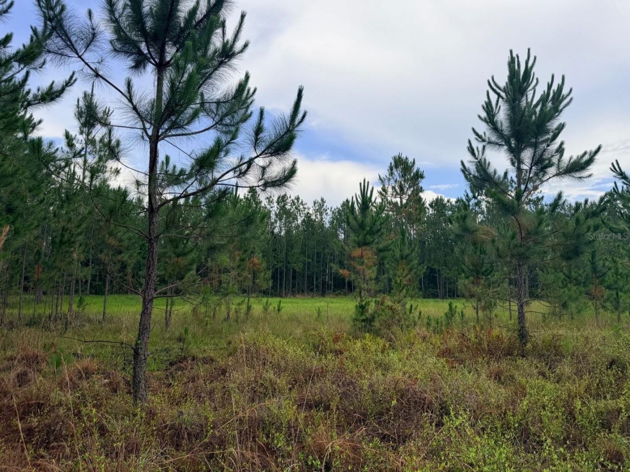 790 NW 42 Terrace, Chiefland, FL 32626 Photo