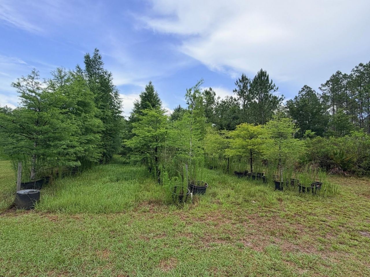 790 NW 42 Terrace, Chiefland, FL 32626 Photo