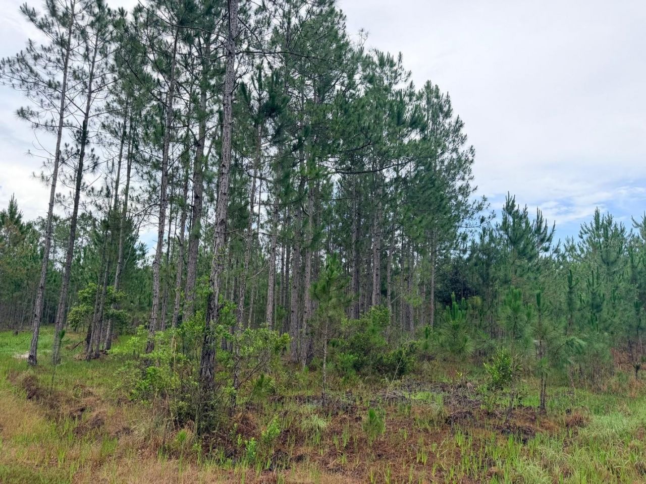 790 NW 42 Terrace, Chiefland, FL 32626 Photo
