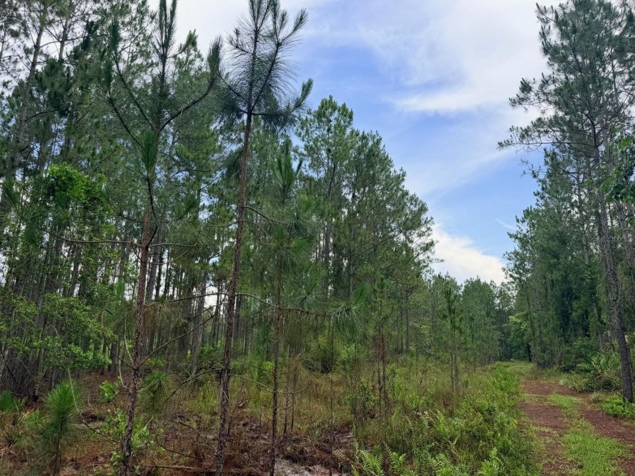 790 NW 42 Terrace, Chiefland, FL 32626 Photo