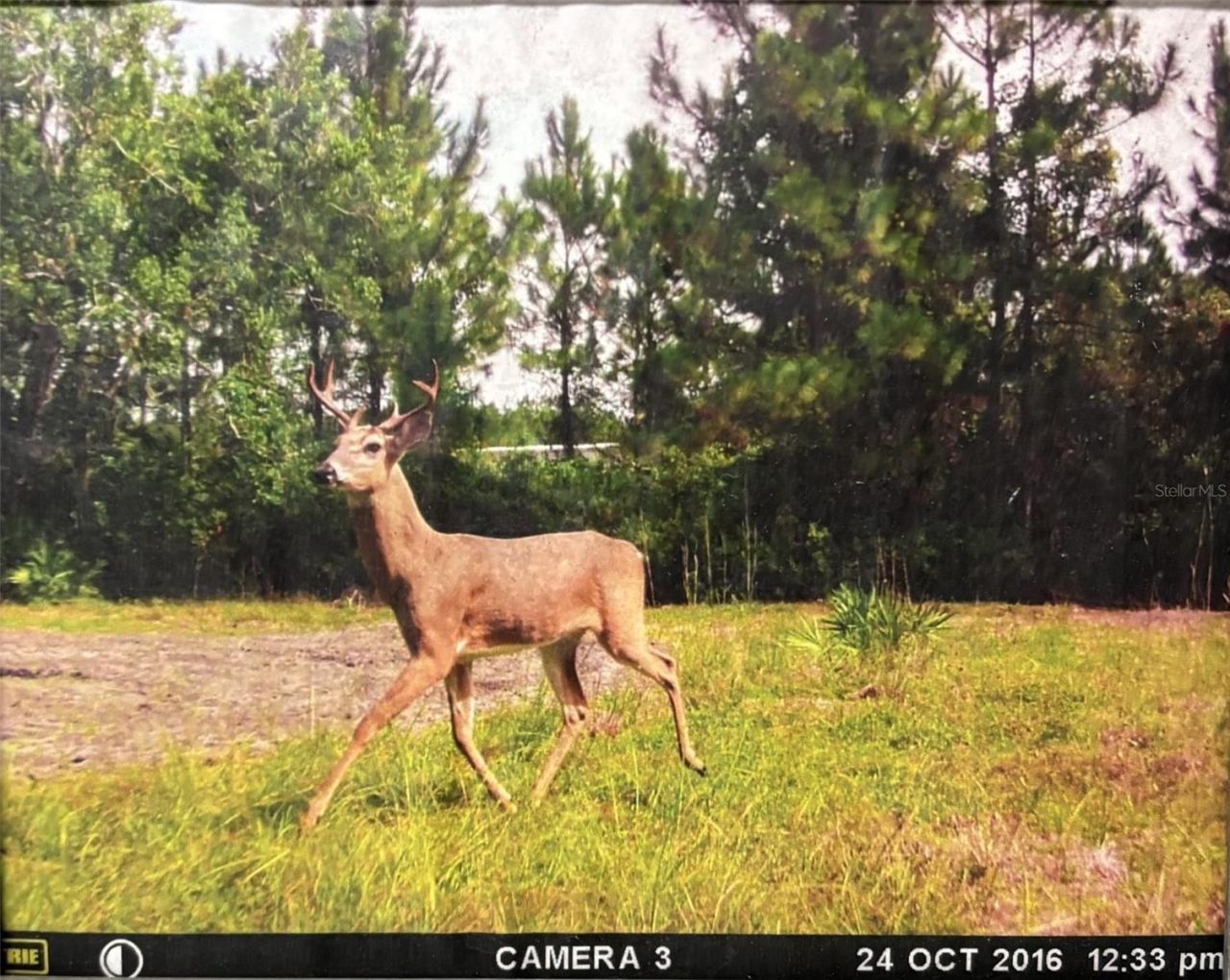 790 NW 42 Terrace, Chiefland, FL 32626 Photo