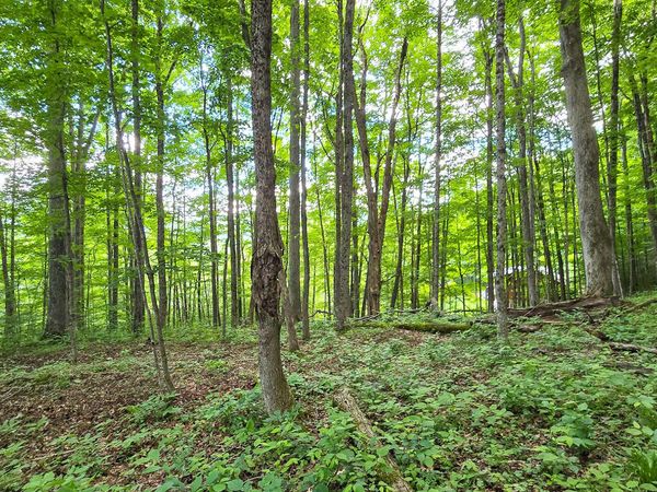 Lot 13 Lower Cherry Grove, Slatyfork, WV 26291
