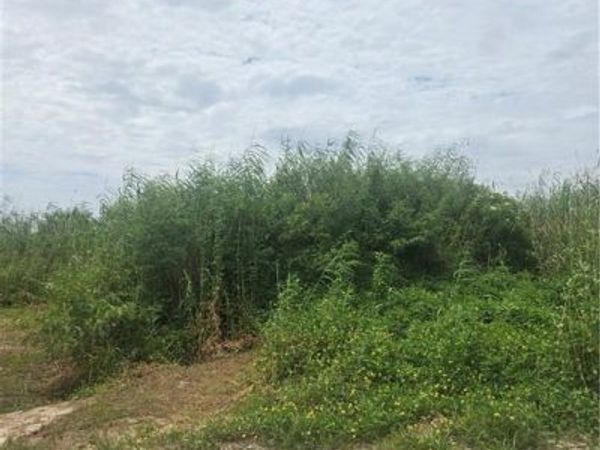 Lots 1-4 QUINCE Lane , Grand Isle, LA 70358