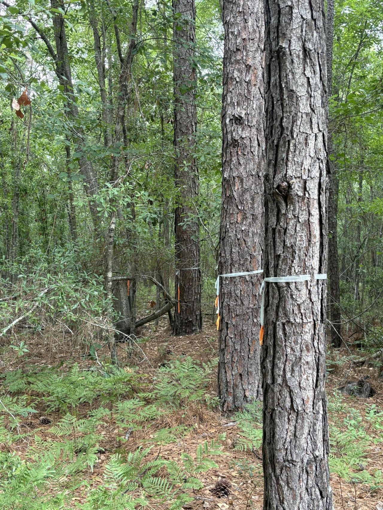0 Aaron Lane  Photo 5