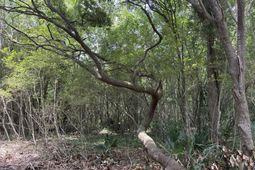 Bushy Park Road  photo 4