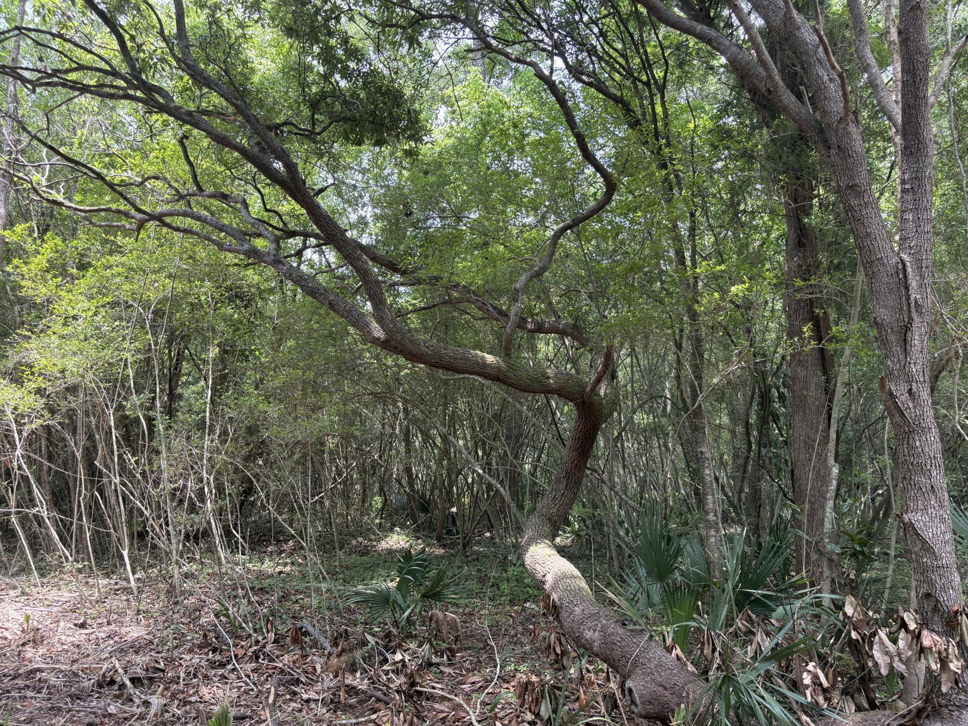 Bushy Park Road  Photo 5