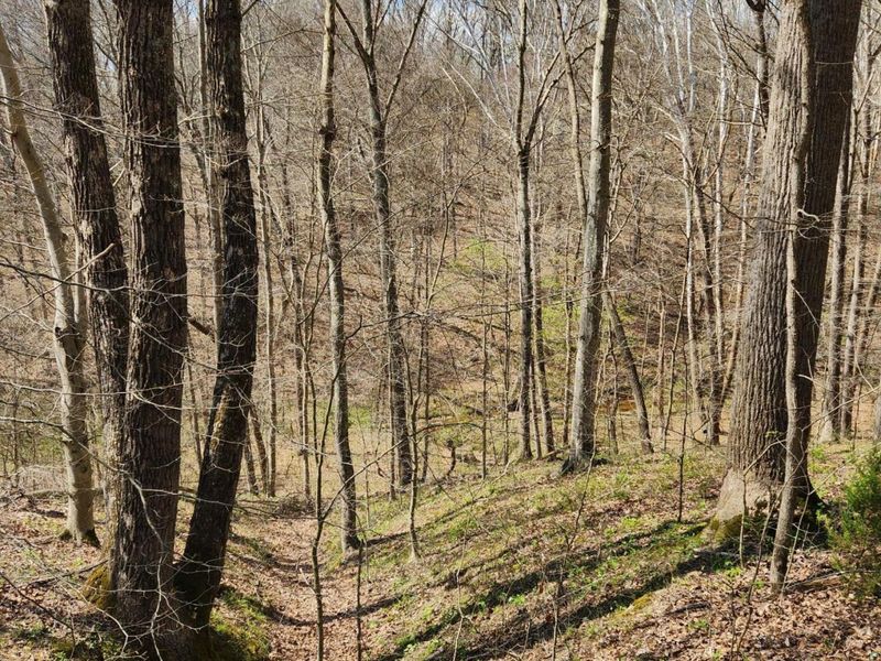 0 Covered Bridge Road , Vinton, OH 45686 Photo 10