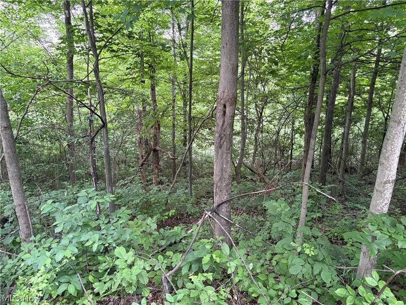 38532 Township Rd 13, Sardis, OH 43946 Photo 10