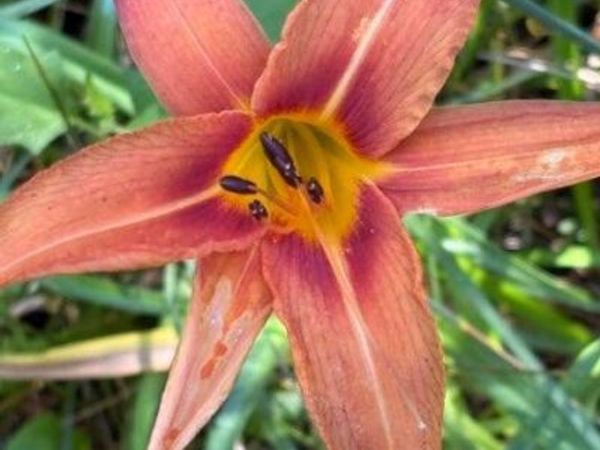 lot 4 Old Furnace Rd, Tellico Plains, TN 37385