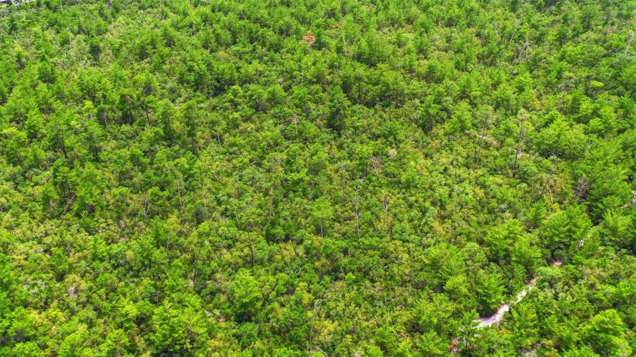 Amelia (paper) Avenue , Deltona, FL 32725 Photo