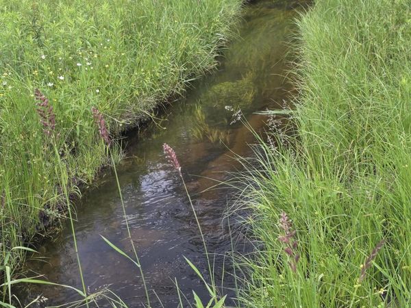 15450 Wildlife Trail, Wolverine, MI 49799