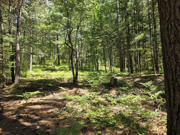 15450 Wildlife Trail, Wolverine, MI 49799