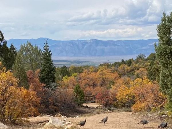 Mt Pleasant, UT 84647