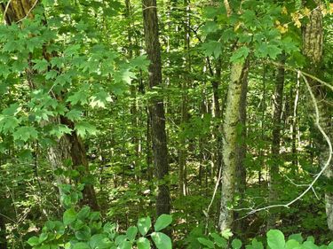 0, Lot 1 Roberts Bend Road, Burnside, KY 42519