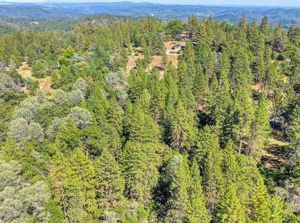 Conifer, Auburn, CA 95602 Photo