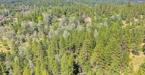 Conifer, Auburn, CA 95602 Photo