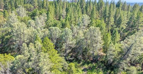 Conifer, Auburn, CA 95602 Photo
