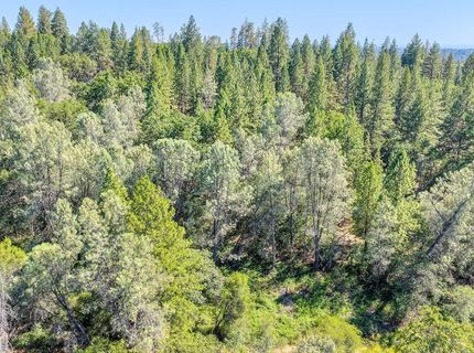 Conifer, Auburn, CA 95602 Photo