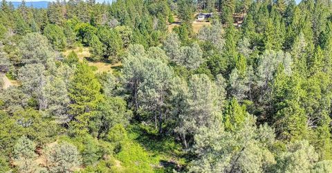 Conifer, Auburn, CA 95602 Photo