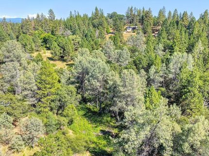 Conifer, Auburn, CA 95602 Photo