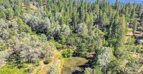 Conifer, Auburn, CA 95602 Photo