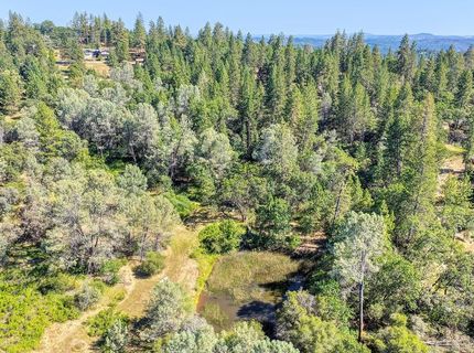 Conifer, Auburn, CA 95602 Photo