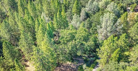Conifer, Auburn, CA 95602 Photo