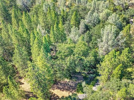 Conifer, Auburn, CA 95602 Photo