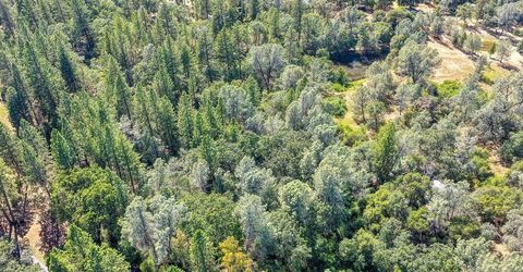 Conifer, Auburn, CA 95602 Photo