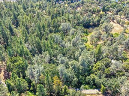 Conifer, Auburn, CA 95602 Photo