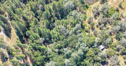 Conifer, Auburn, CA 95602 Photo