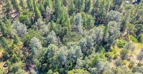 Conifer, Auburn, CA 95602 Photo