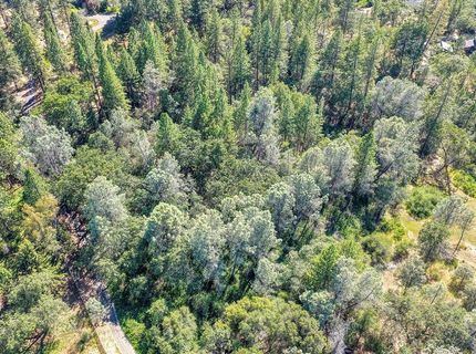 Conifer, Auburn, CA 95602 Photo