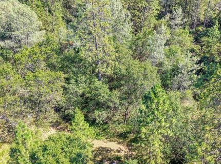 Conifer, Auburn, CA 95602 Photo