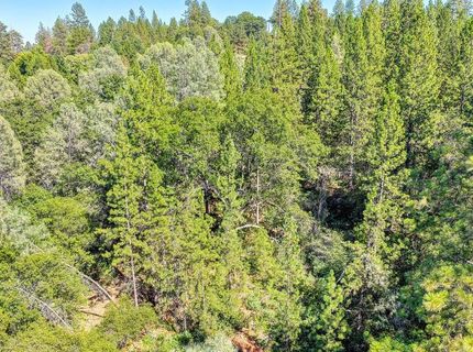 Conifer, Auburn, CA 95602 Photo
