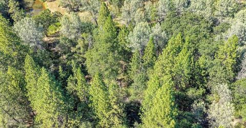 Conifer, Auburn, CA 95602 Photo
