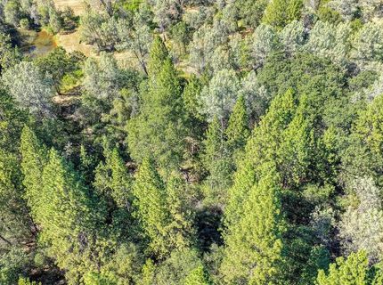 Conifer, Auburn, CA 95602 Photo