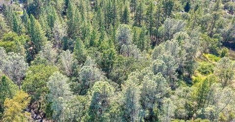 Conifer, Auburn, CA 95602 Photo