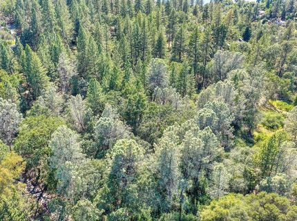 Conifer, Auburn, CA 95602 Photo