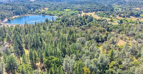 Conifer, Auburn, CA 95602 Photo