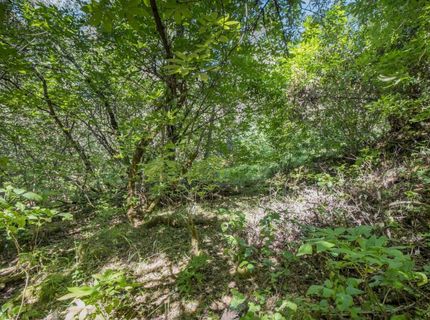 Ca-calaveras County, San Andreas, CA 95249 Photo