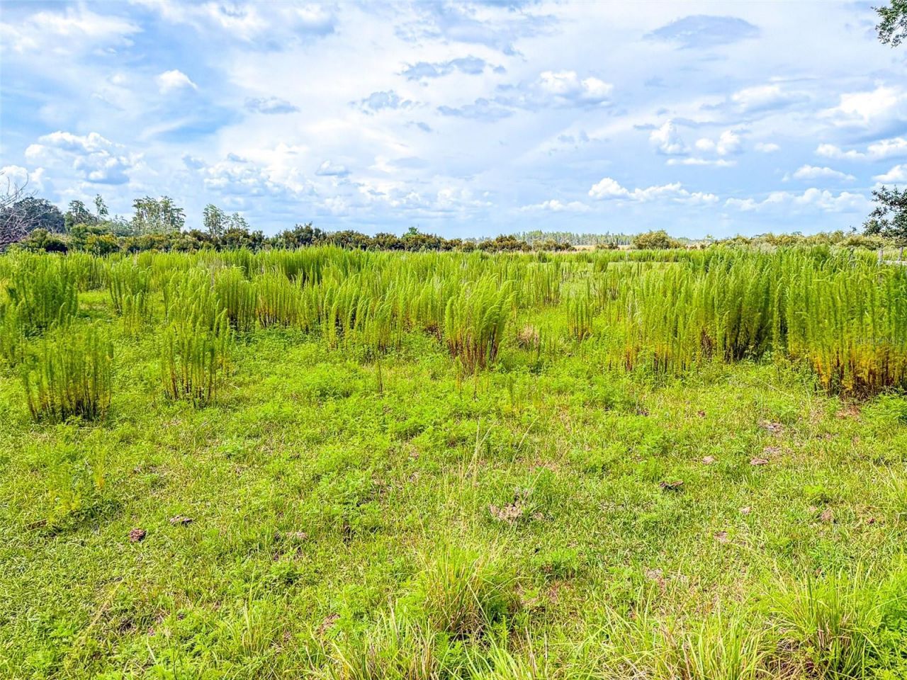 4706 County Road 557a, Polk City, FL 33868 Photo
