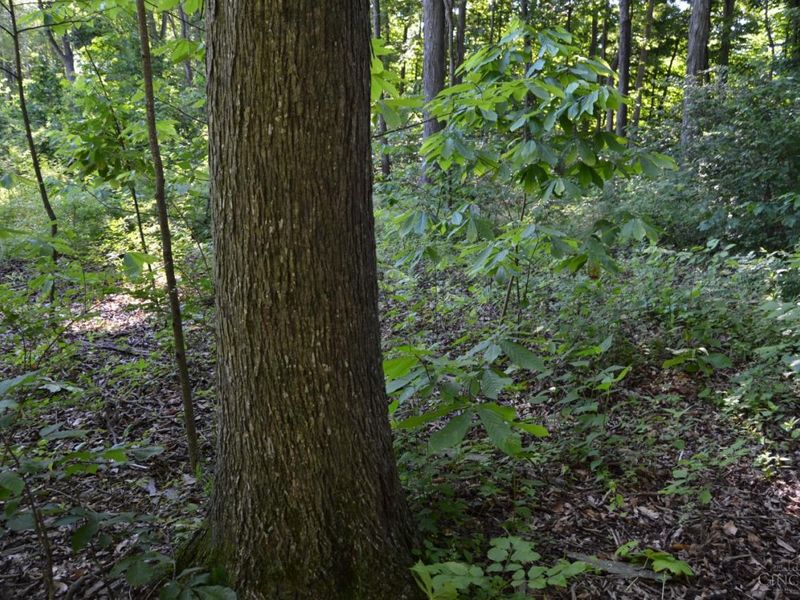 ac Case Road, Tate Twp, OH 45157 Photo 8