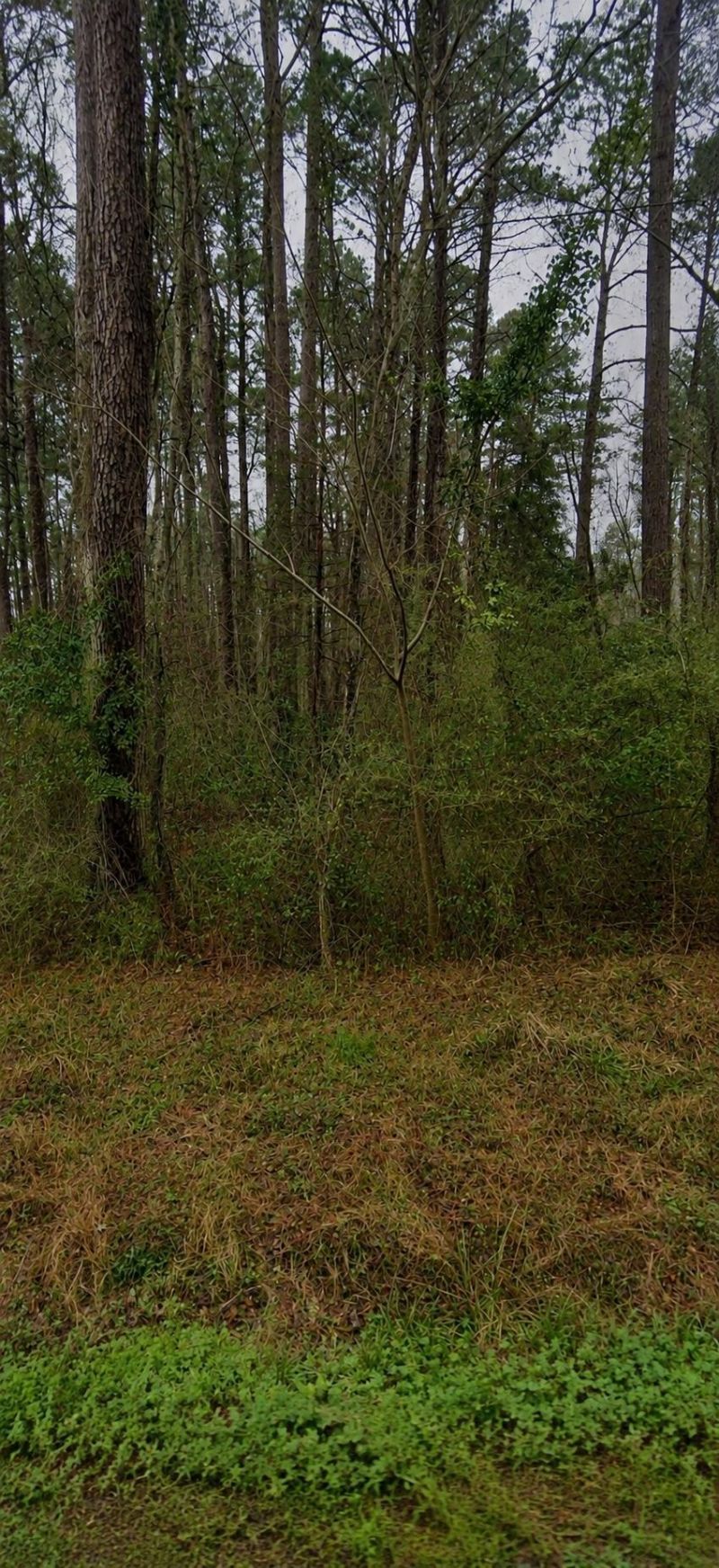 Tbd Sing Ave. Photo 2