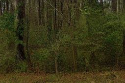 Tbd Sing Ave. photo 4