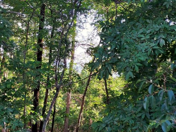 37 Pertusa Drive , Hot Springs Village, AR 71909